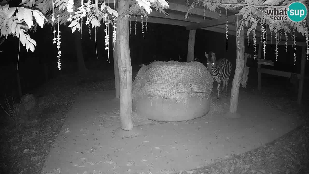 Zebre v živo v živalskem vrtu Ljubljana ZOO spletne kamere