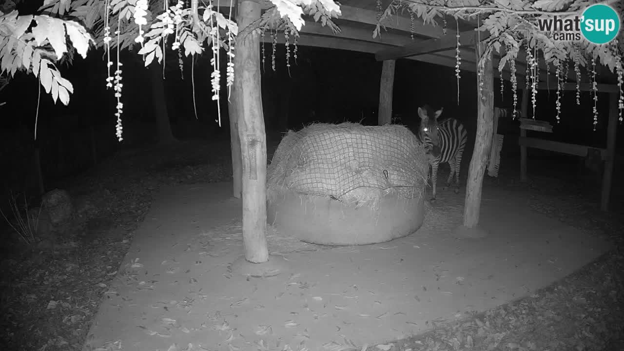 Live Webcam Zebras in Ljubljana ZOO – Slowenien