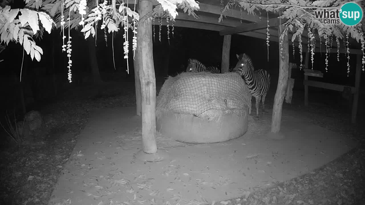 Live Webcam Zebras in Ljubljana ZOO – Slowenien