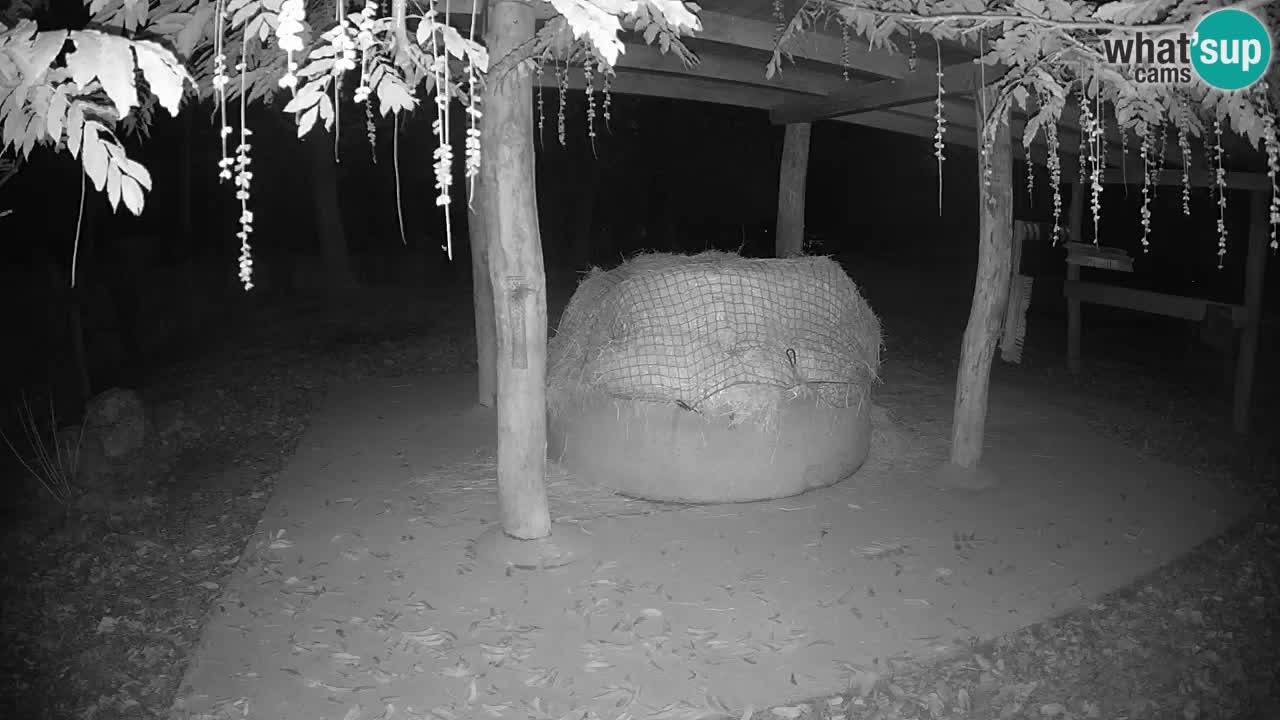 Live Webcam Zebras in Ljubljana ZOO – Slowenien