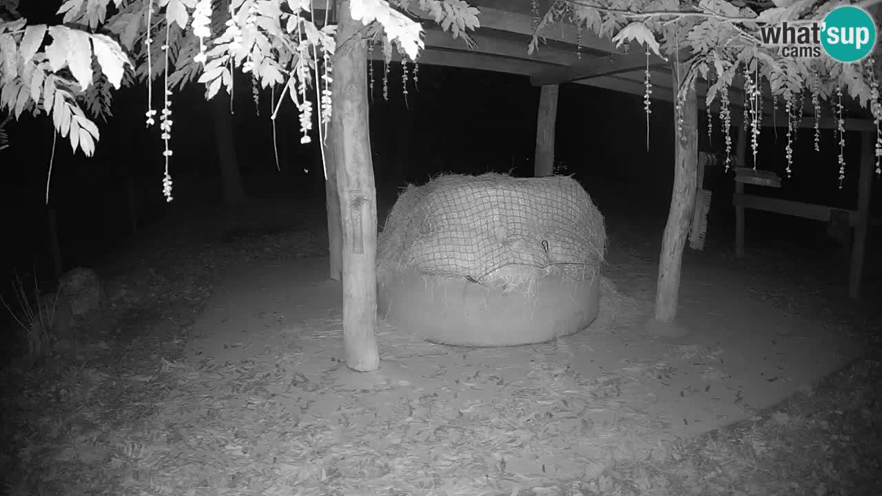 Live Webcam Zebras in Ljubljana ZOO – Slowenien