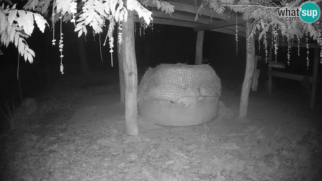 Live Webcam Zebras in Ljubljana ZOO – Slowenien