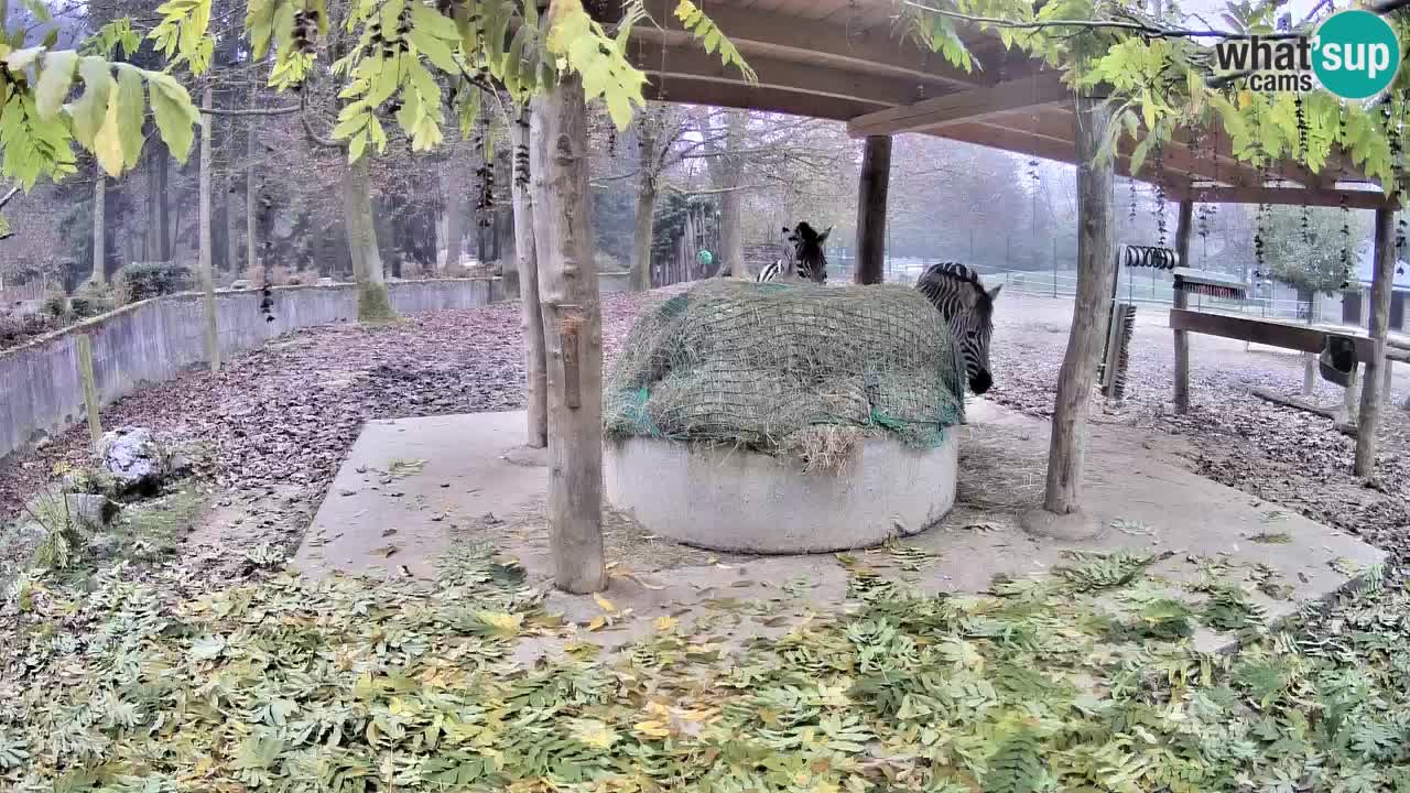 Le Zebre nello ZOO di Ljubljana – Slovenia Live webcam