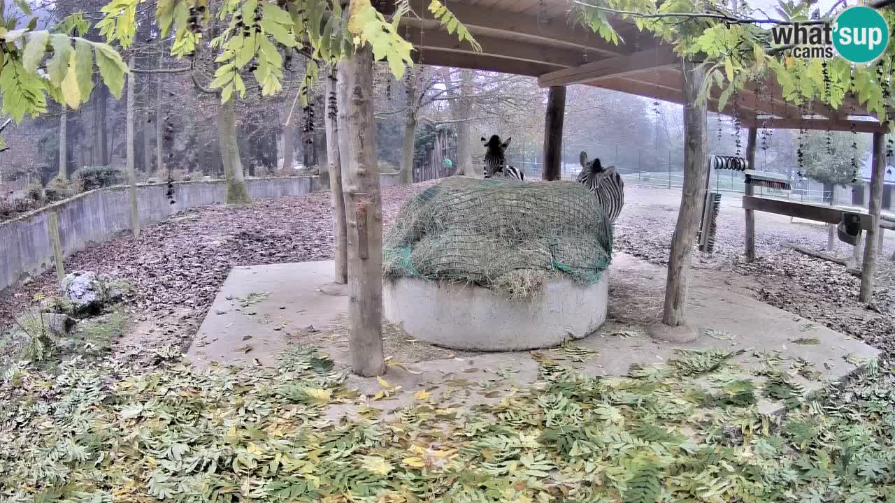 Zebre v živo v živalskem vrtu Ljubljana ZOO spletne kamere