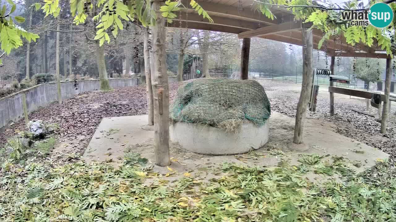 Live webcam Les zèbres in Ljubljana ZOO – Slovénie