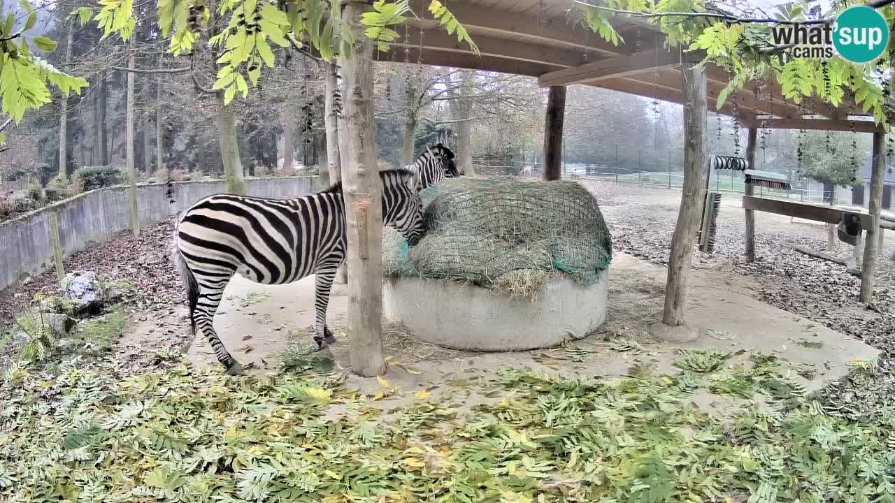 Live Webcam Zebras in Ljubljana ZOO – Slowenien