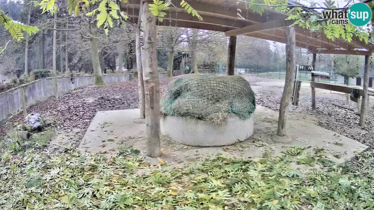 Live Webcam Zebras in Ljubljana ZOO – Slowenien