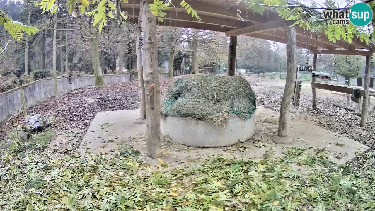 Live Webcam Zebras in Ljubljana ZOO – Slowenien