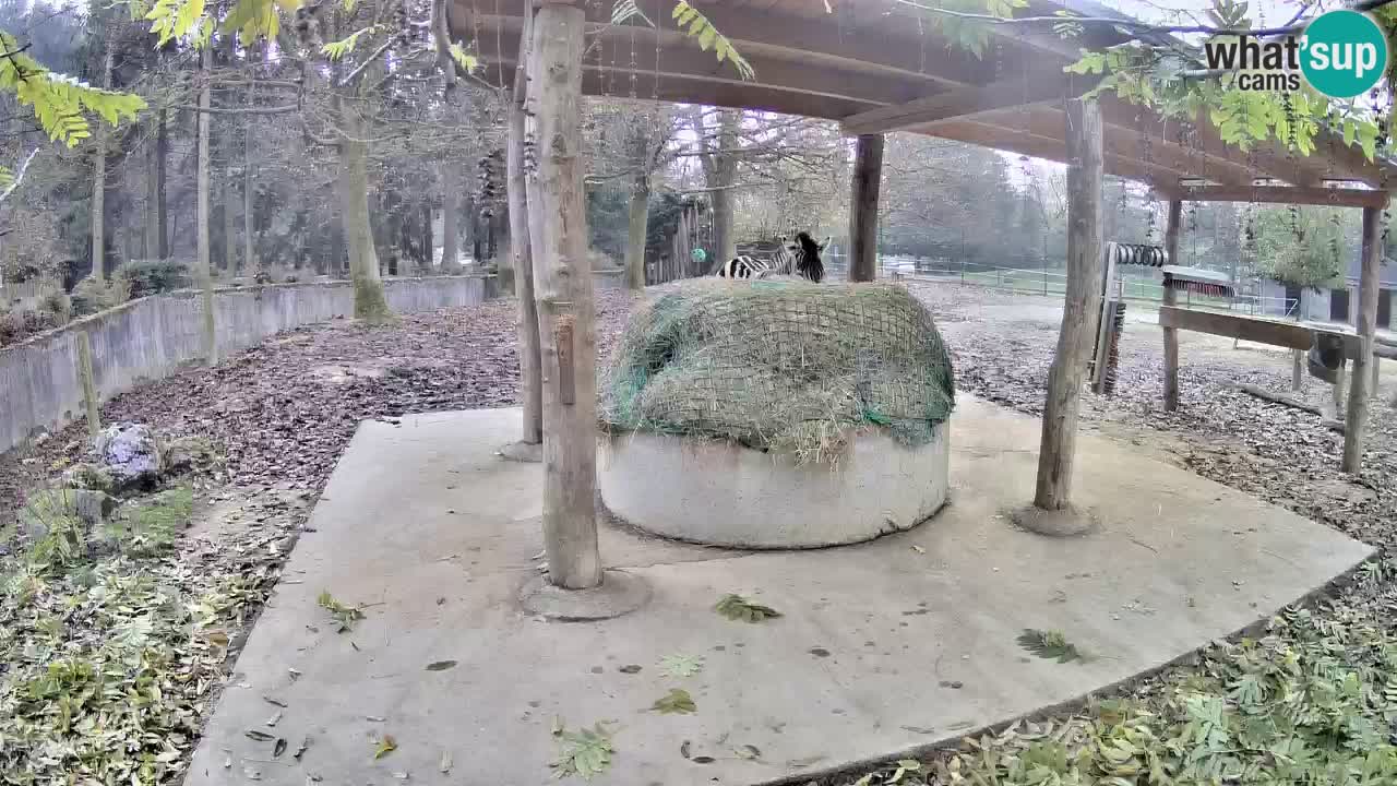 Zebre v živo v živalskem vrtu Ljubljana ZOO spletne kamere