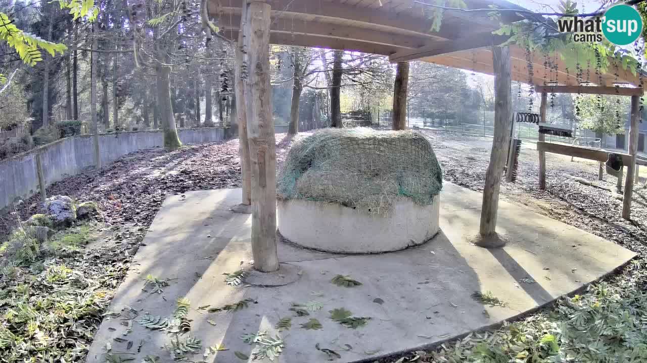 Camera en vivo Cebras in Ljubljana ZOO – Eslovenia