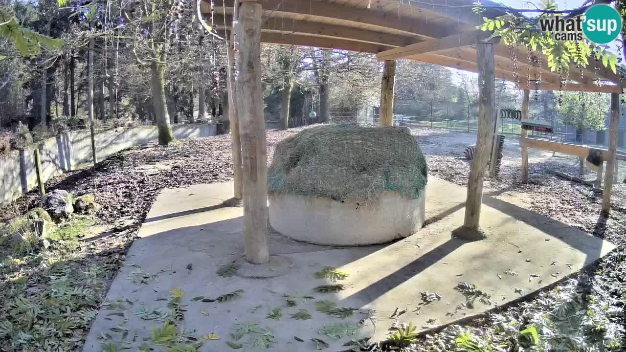 Zebre v živo v živalskem vrtu Ljubljana ZOO spletne kamere