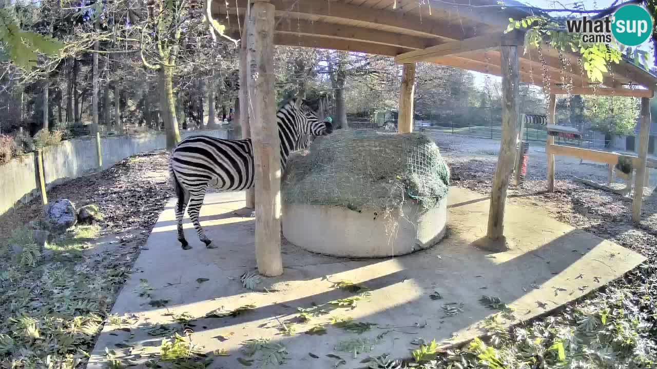 Zebre v živo v živalskem vrtu Ljubljana ZOO spletne kamere