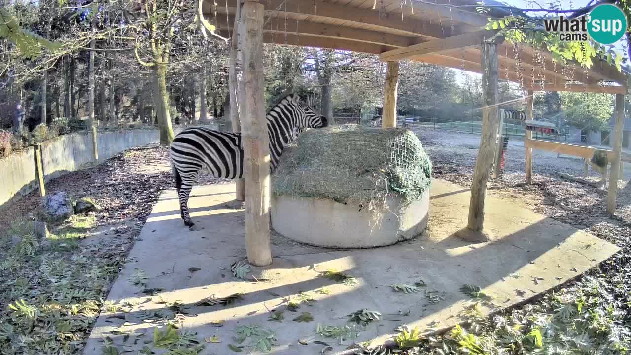 Le Zebre nello ZOO di Ljubljana – Slovenia Live webcam