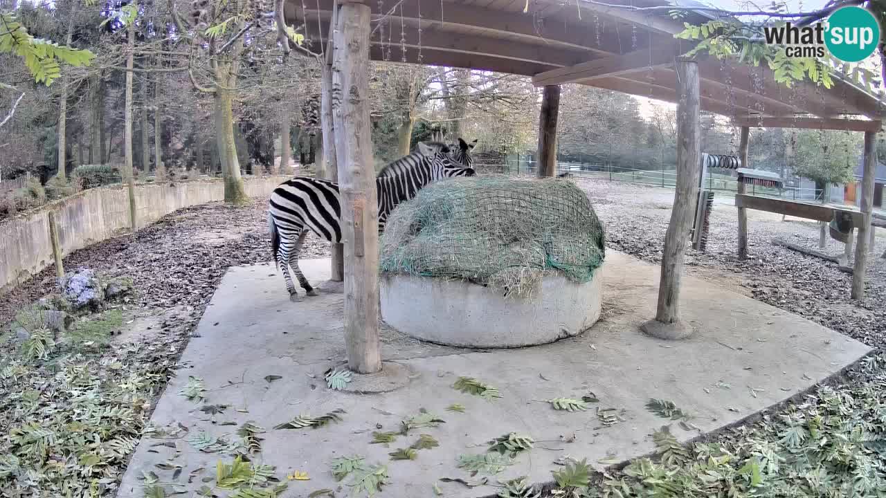 Live Webcam Zebras in Ljubljana ZOO – Slowenien