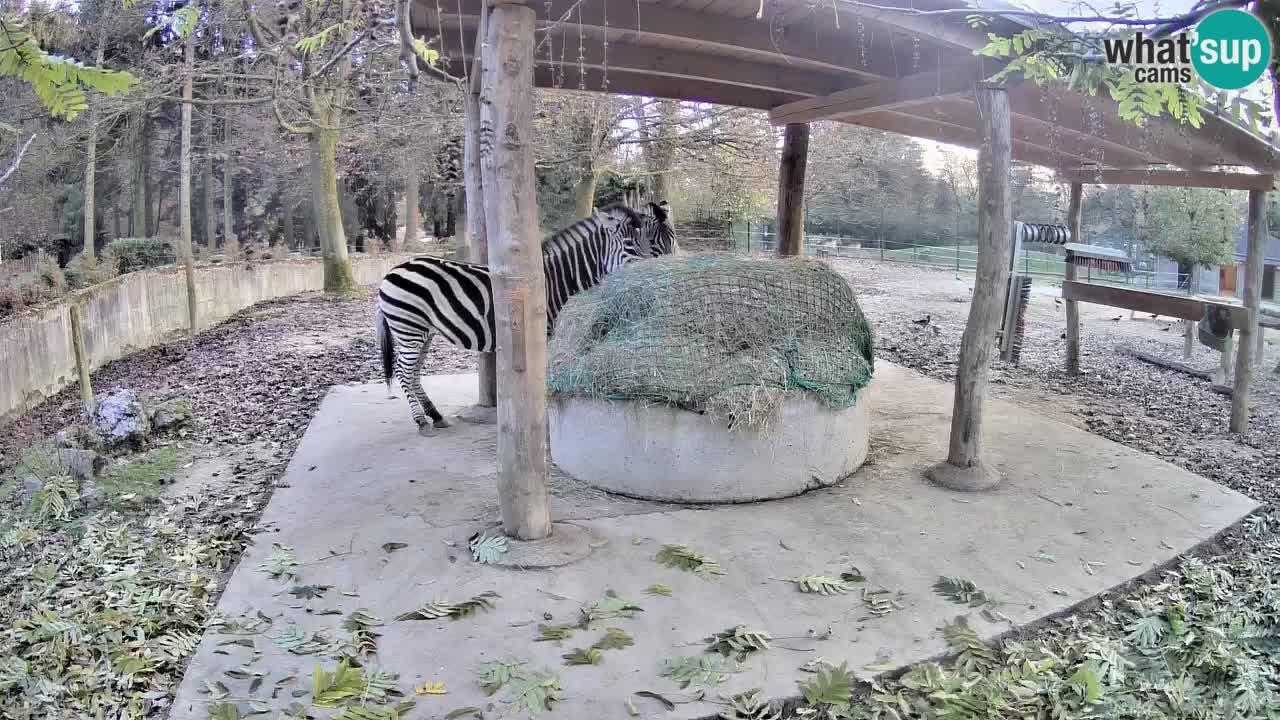 Live Webcam Zebras in Ljubljana ZOO – Slowenien