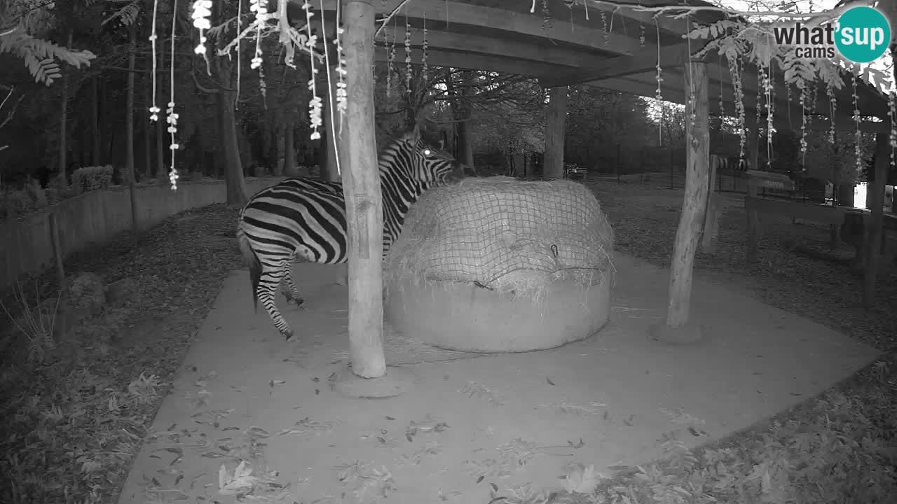 Zebre v živo v živalskem vrtu Ljubljana ZOO spletne kamere