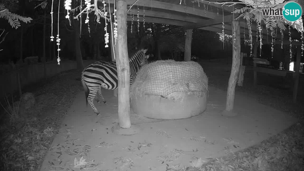 Zebre v živo v živalskem vrtu Ljubljana ZOO spletne kamere