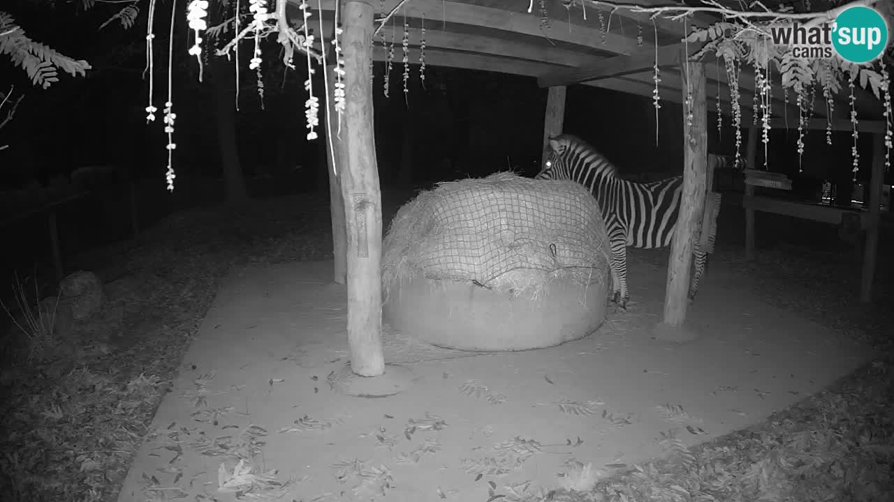 Le Zebre nello ZOO di Ljubljana – Slovenia Live webcam