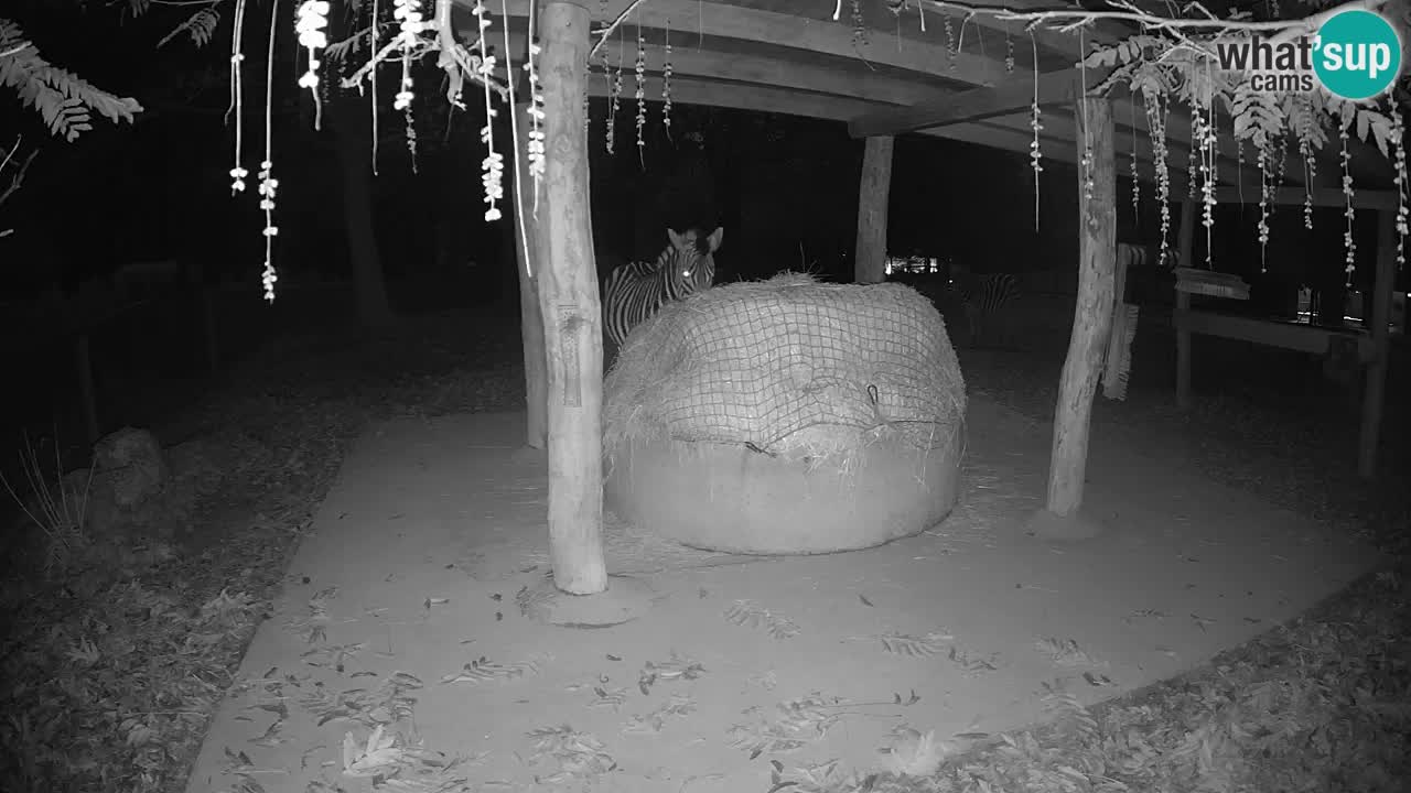 Live Webcam Zebras in Ljubljana ZOO – Slowenien