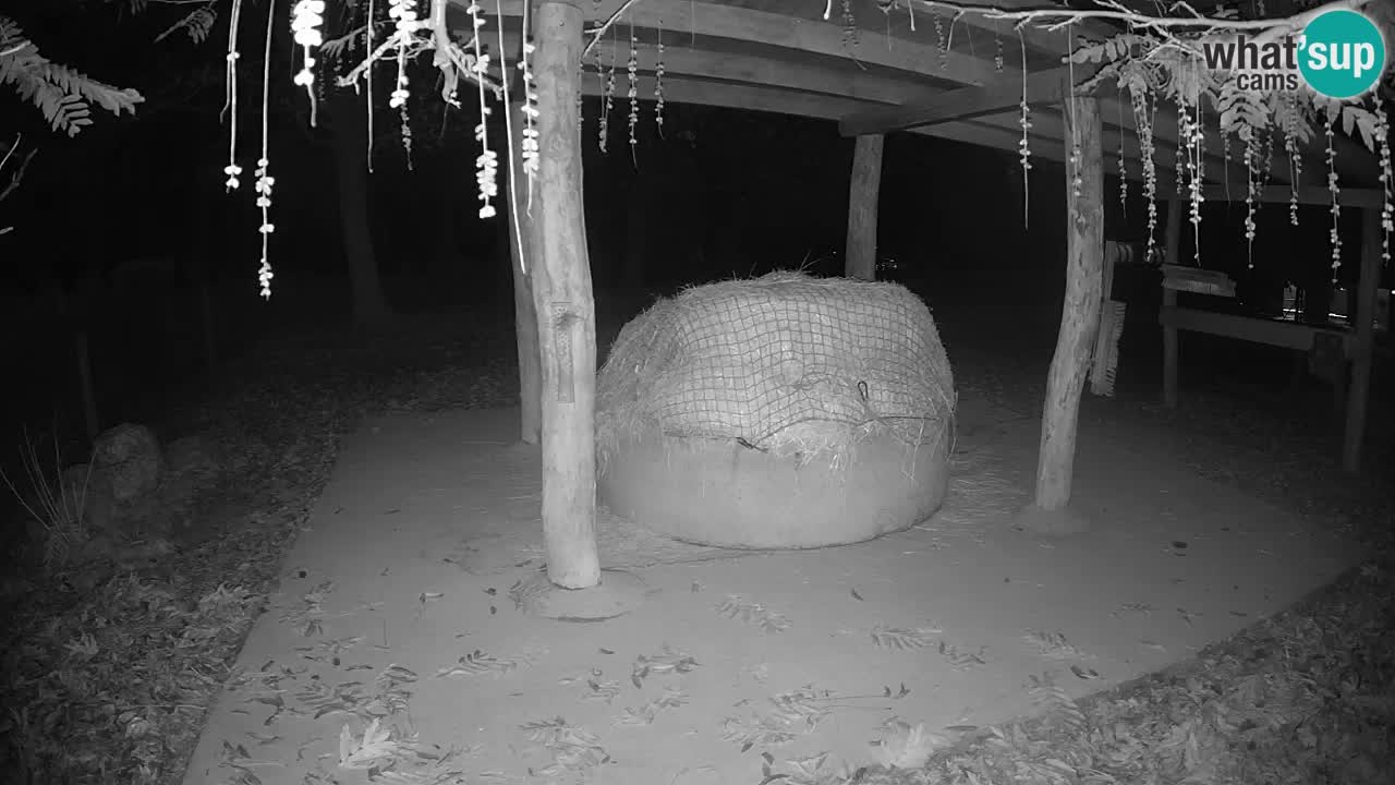 Live Webcam Zebras in Ljubljana ZOO – Slowenien