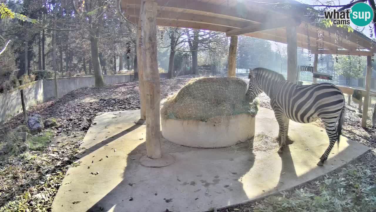 Live webcam Zebras in Ljubljana ZOO – Slovenia