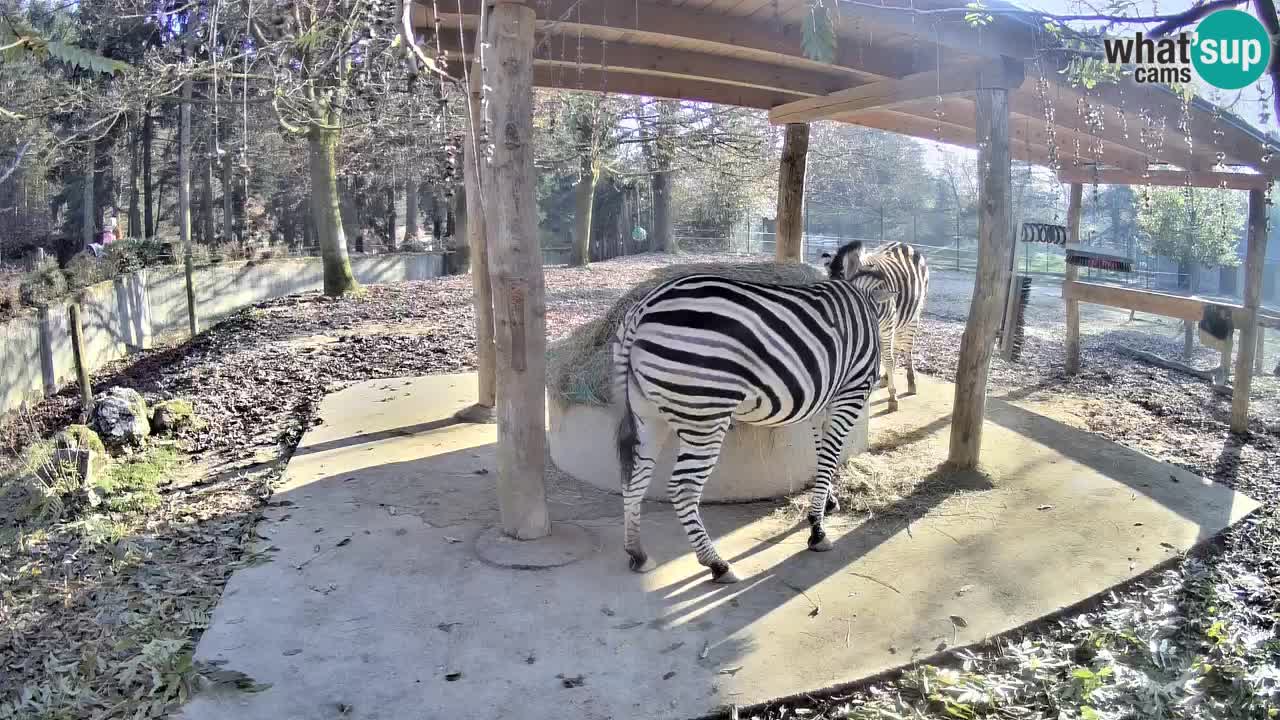 Web kamera uživo Zebras u ZOO Ljubljana – Slovenija