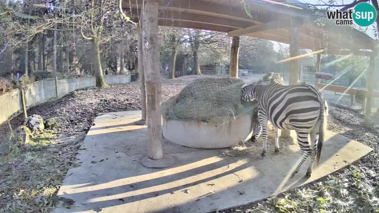 Web kamera uživo Zebras u ZOO Ljubljana – Slovenija