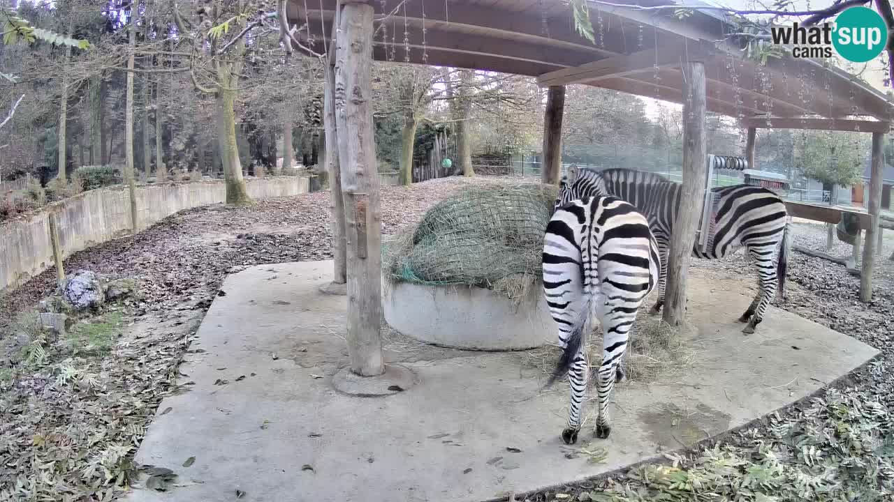 Zebre v živo v živalskem vrtu Ljubljana ZOO spletne kamere