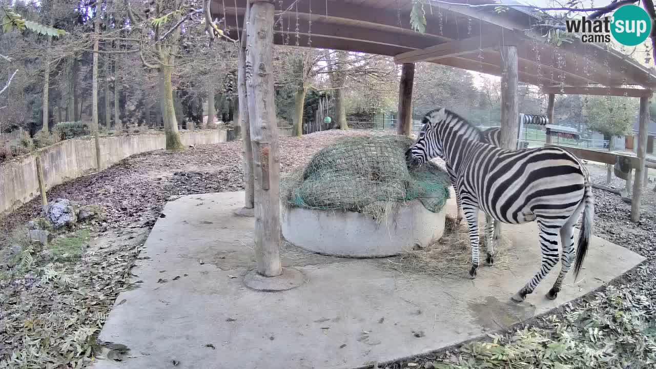 Live webcam Les zèbres in Ljubljana ZOO – Slovénie