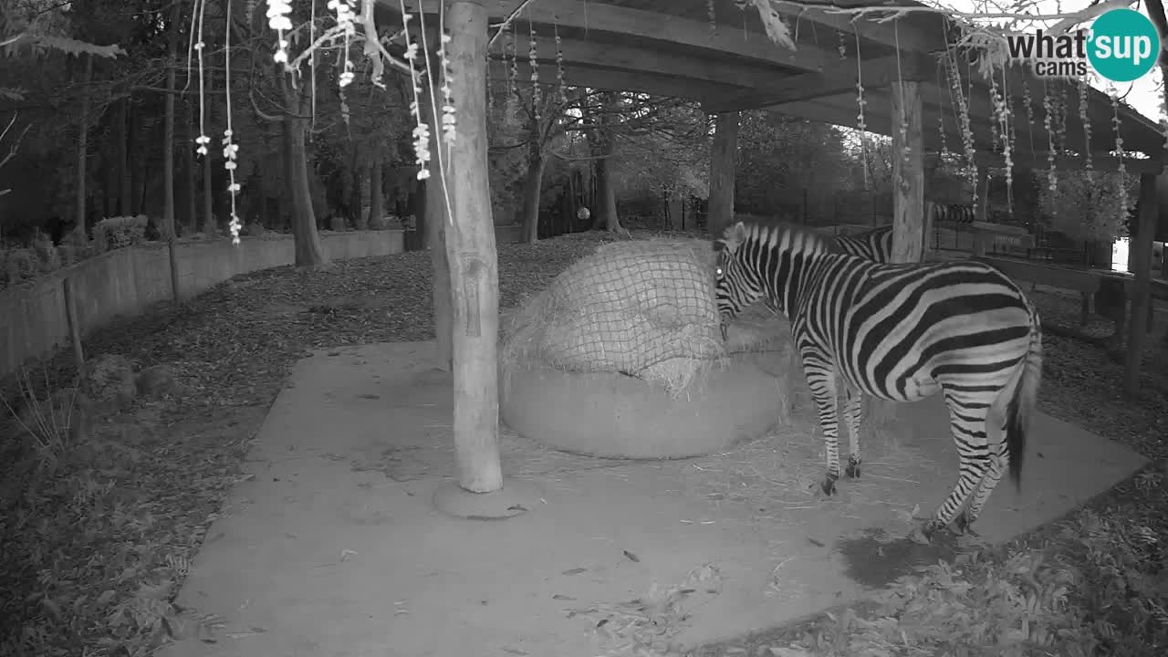 Live webcam Les zèbres in Ljubljana ZOO – Slovénie