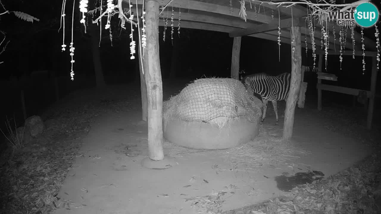 Zebre v živo v živalskem vrtu Ljubljana ZOO spletne kamere