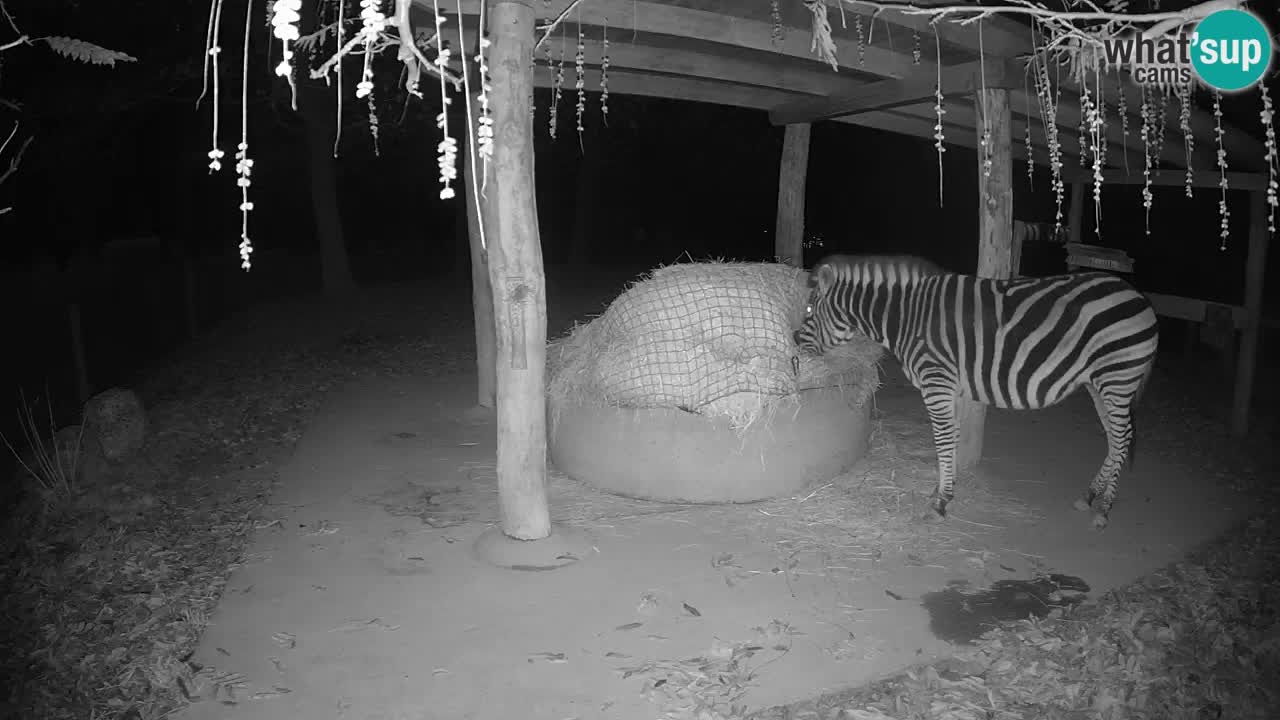 Le Zebre nello ZOO di Ljubljana – Slovenia Live webcam