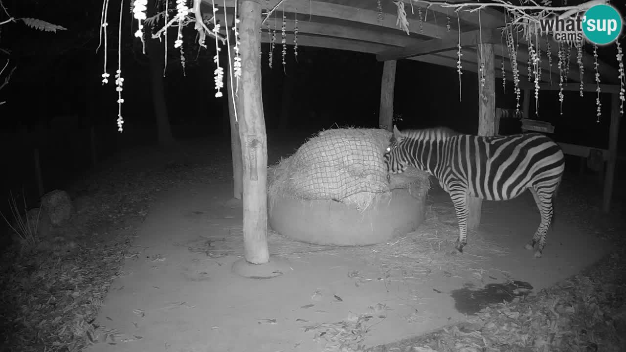 Le Zebre nello ZOO di Ljubljana – Slovenia Live webcam