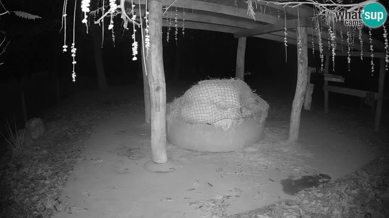 Live Webcam Zebras in Ljubljana ZOO – Slowenien