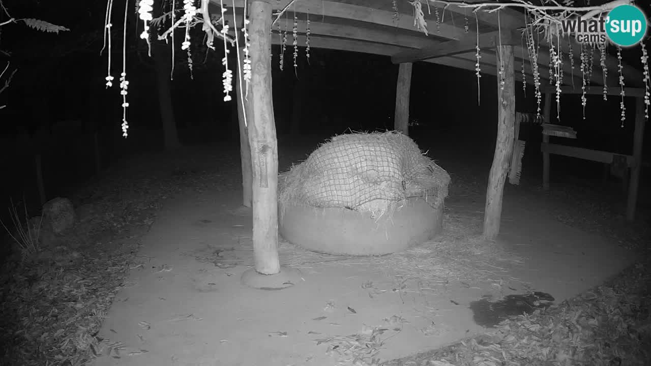 Live webcam Zebras in Ljubljana ZOO – Slovenia