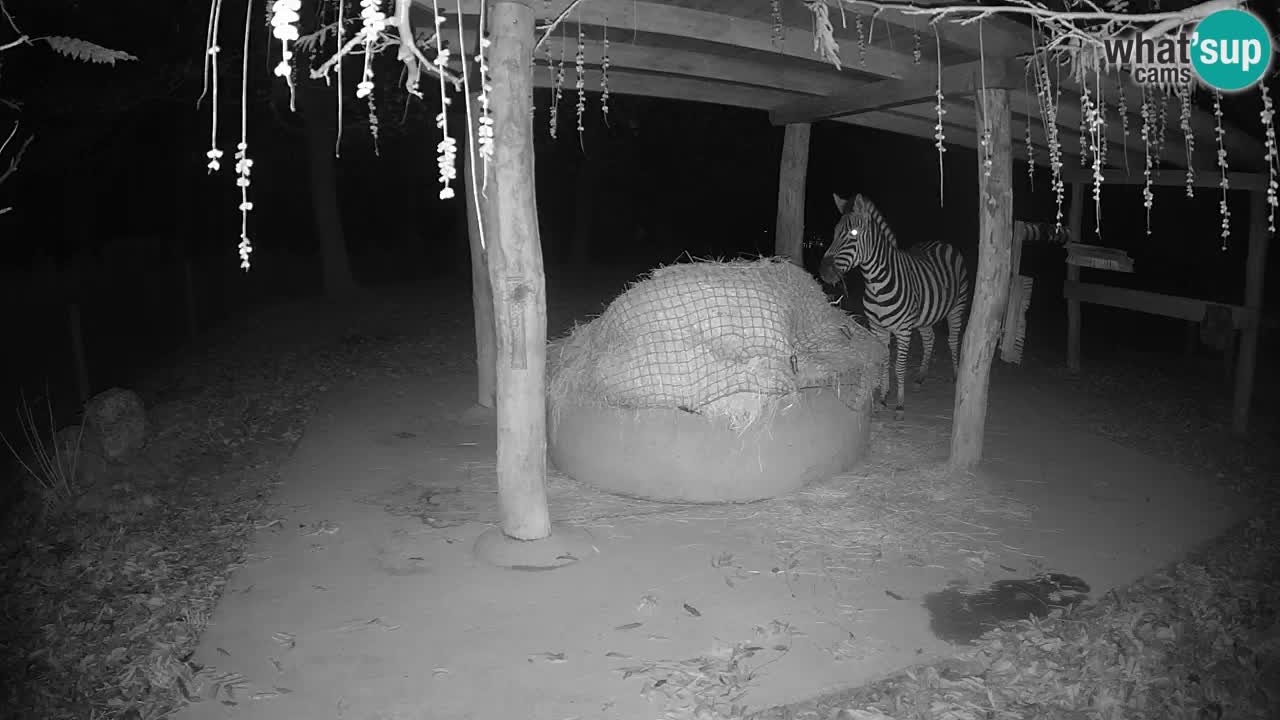 Le Zebre nello ZOO di Ljubljana – Slovenia Live webcam