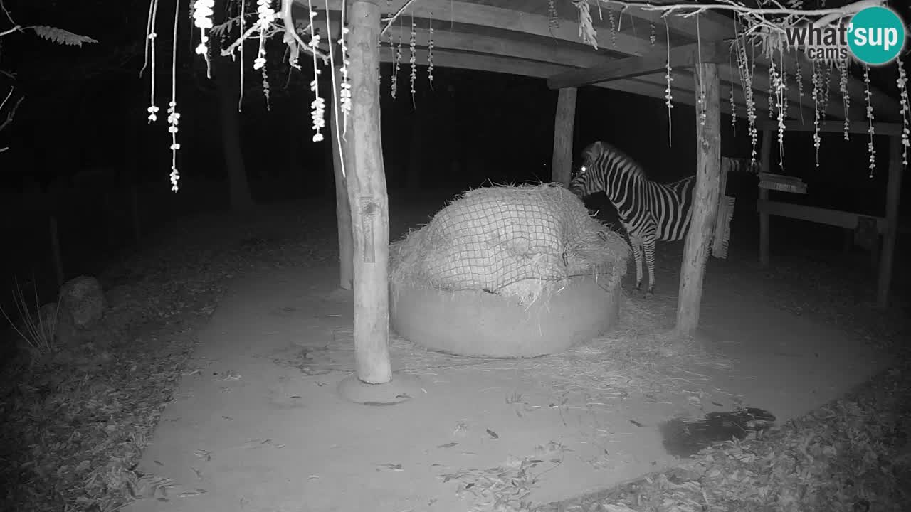 Live webcam Les zèbres in Ljubljana ZOO – Slovénie