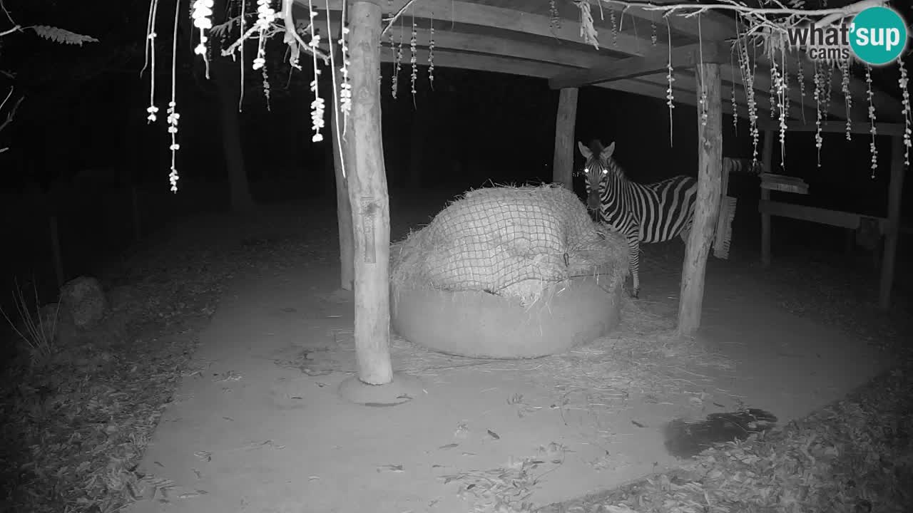 Live webcam Les zèbres in Ljubljana ZOO – Slovénie