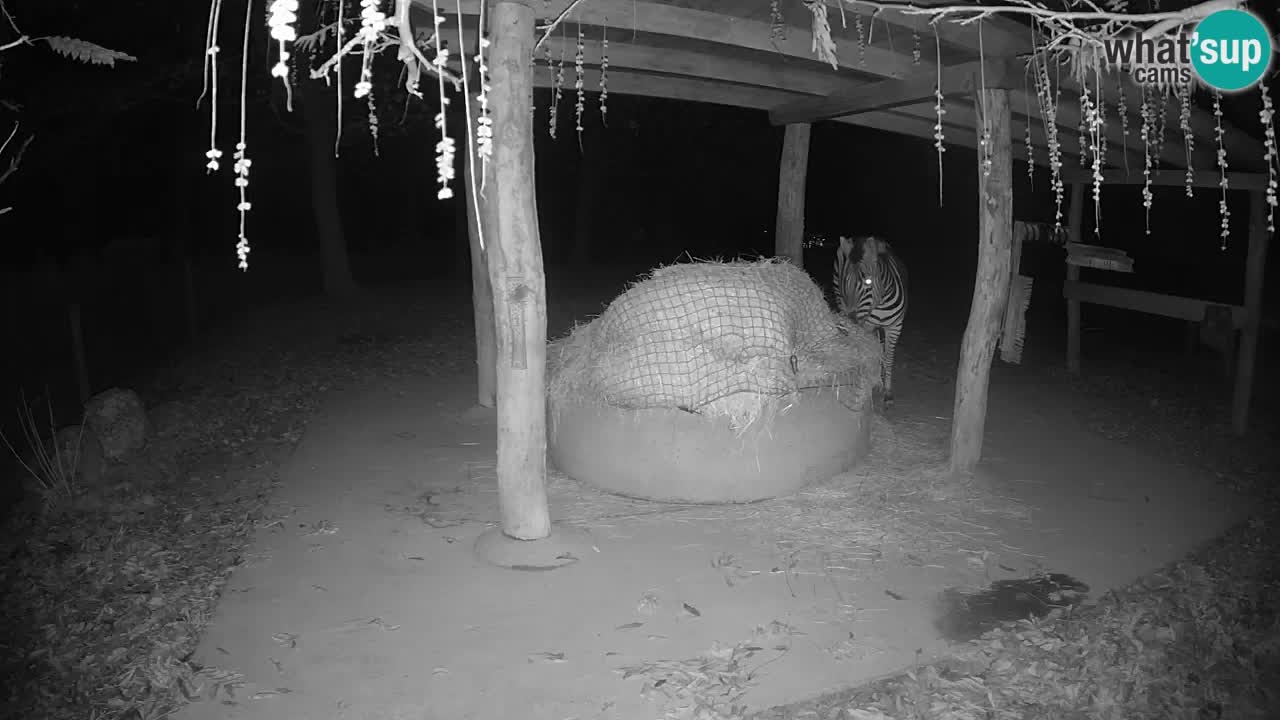 Zebre v živo v živalskem vrtu Ljubljana ZOO spletne kamere