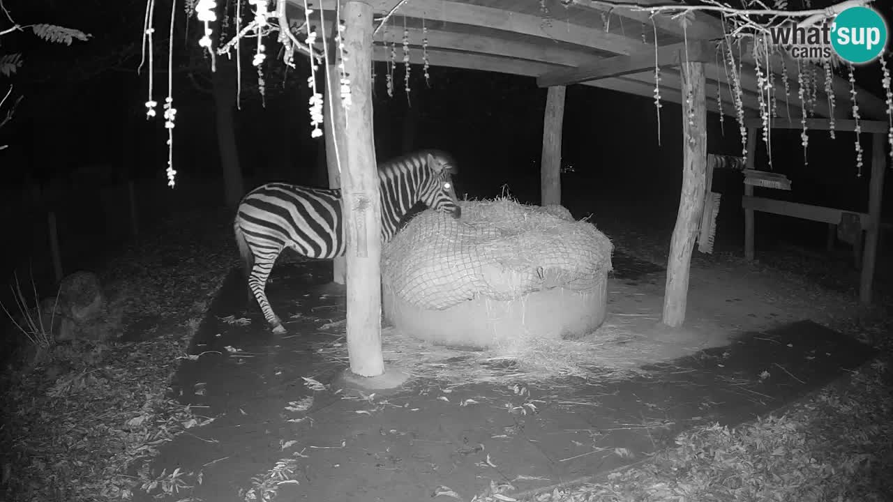 Zebre v živo v živalskem vrtu Ljubljana ZOO spletne kamere