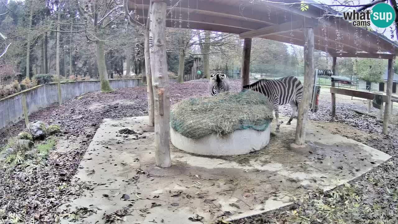 Live Webcam Zebras in Ljubljana ZOO – Slowenien