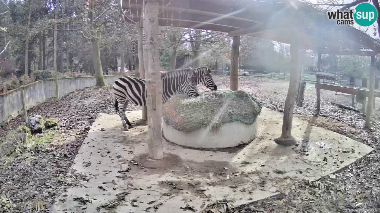 Le Zebre nello ZOO di Ljubljana – Slovenia Live webcam