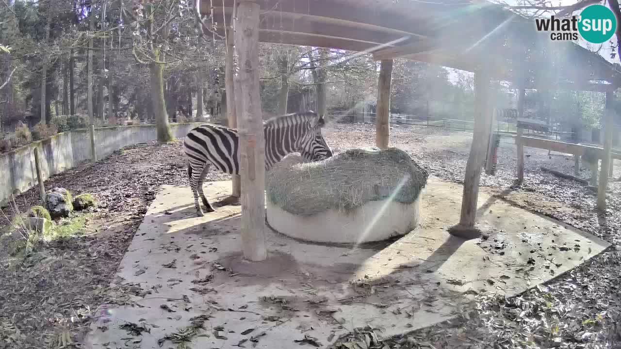 Web kamera uživo Zebras u ZOO Ljubljana – Slovenija