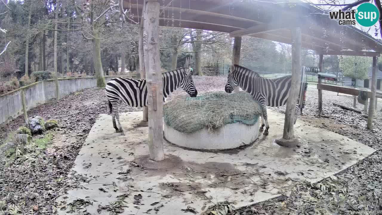 Live Webcam Zebras in Ljubljana ZOO – Slowenien