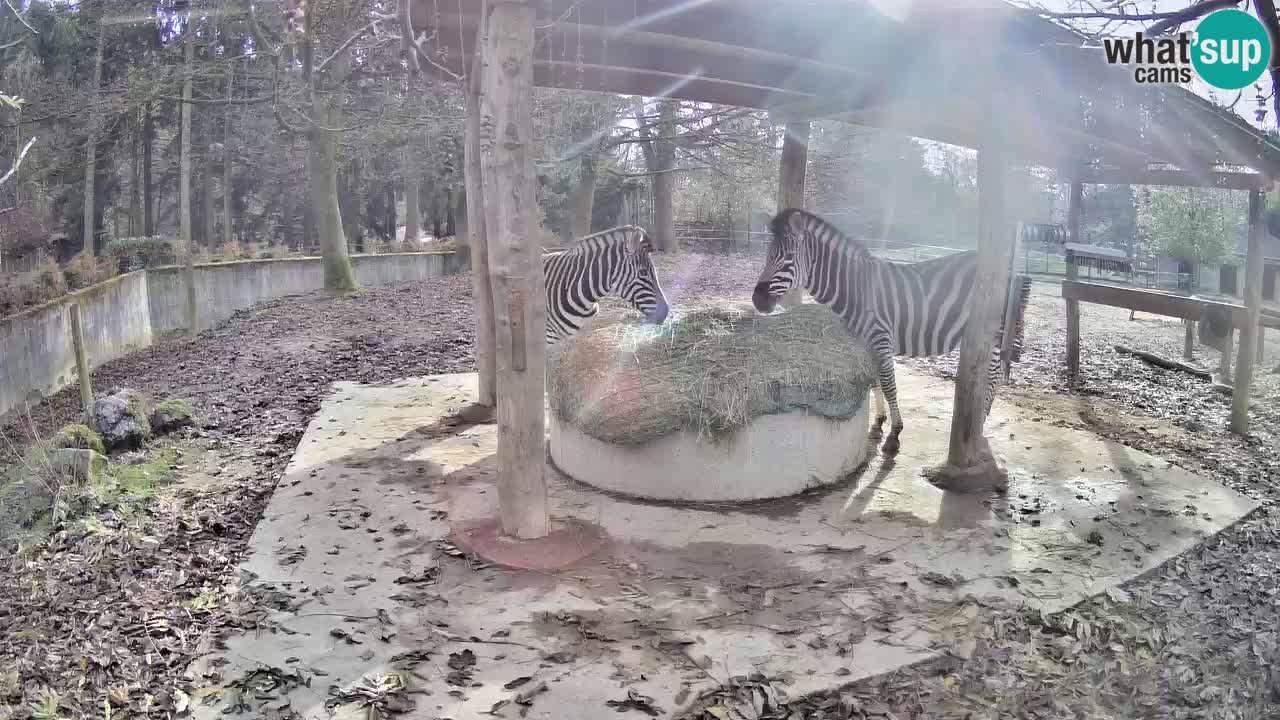 Web kamera uživo Zebras u ZOO Ljubljana – Slovenija