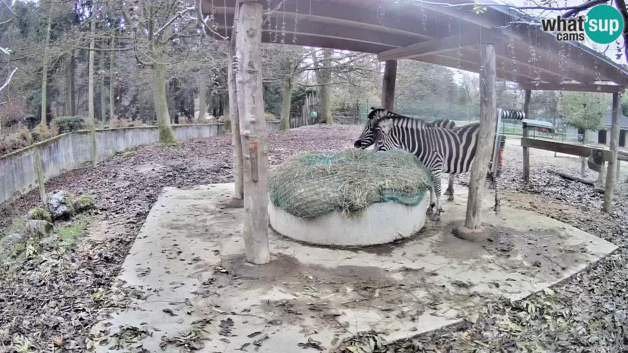 Live Webcam Zebras in Ljubljana ZOO – Slowenien