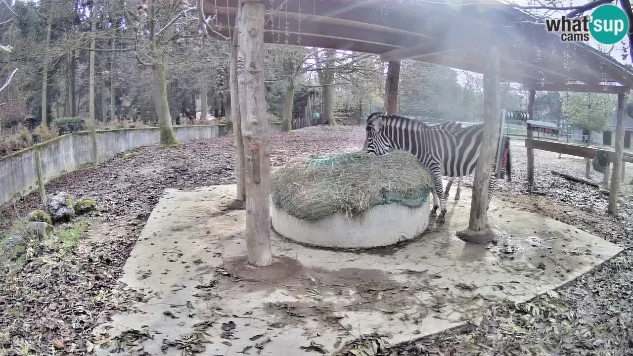 Live Webcam Zebras in Ljubljana ZOO – Slowenien