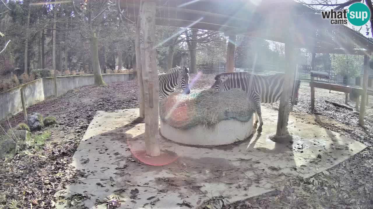 Live Webcam Zebras in Ljubljana ZOO – Slowenien