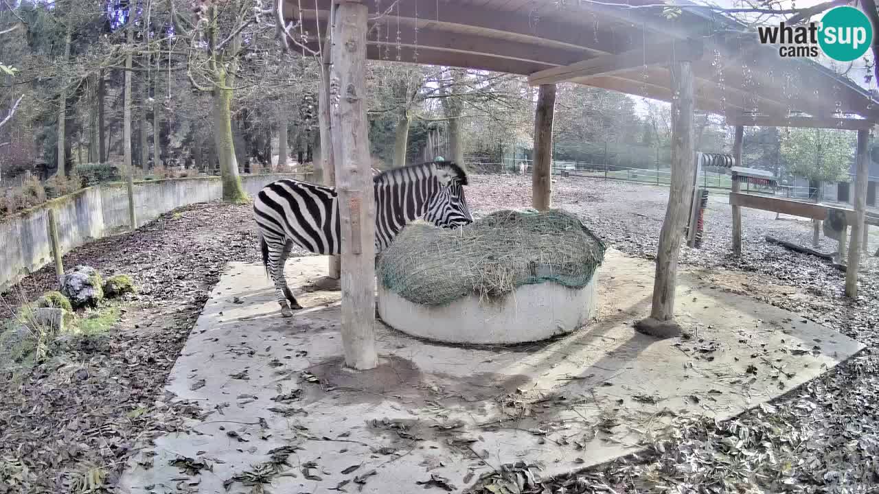 Live Webcam Zebras in Ljubljana ZOO – Slowenien