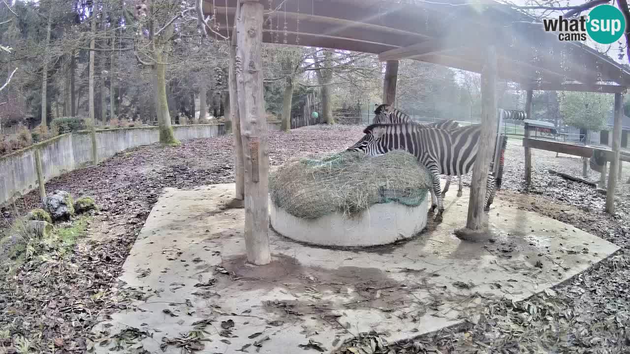 Web kamera uživo Zebras u ZOO Ljubljana – Slovenija